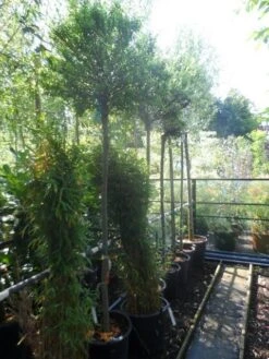 Wilg Op Stam (Salix Integra 'Hakuro-nishiki') -Planten Verkoopwinkel salix integra hakuro nishiki 180stam c50 12 14 1