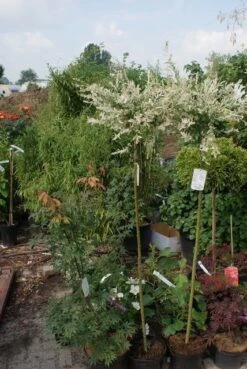 Wilg Op Stam (Salix Integra 'Hakuro-nishiki') -Planten Verkoopwinkel salix integra hakuro nishiki 1 1