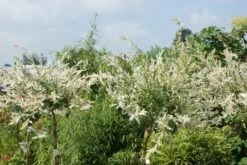 Wilg Op Stam (Salix Integra 'Hakuro-nishiki') -Planten Verkoopwinkel salix integra hakuro nishiki 3