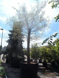 Treurwilg (Salix Sepulcralis 'Chrysocoma') -Planten Verkoopwinkel salix sepulcralis chrysocoma 70 80ho c1500