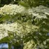 Vlier (Sambucus Nigra) -Planten Verkoopwinkel sambucus nigra