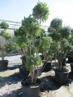 Camelia Als Bonsai (Camellia Sasanqua) 17 Camelia Als Bonsai (Camellia Sasanqua) -Planten Verkoopwinkel sasanquapompon01 2