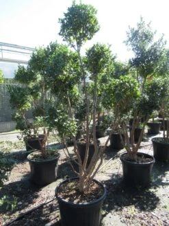 Camelia Als Bonsai (Camellia Sasanqua) 18 Camelia Als Bonsai (Camellia Sasanqua) -Planten Verkoopwinkel sasanquapompon03 1