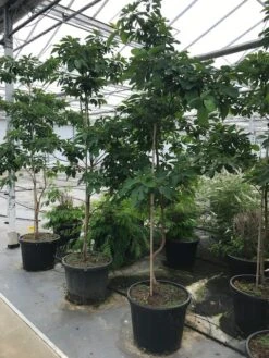 Sassafras (Sassafras Albidum) -Planten Verkoopwinkel sassafras