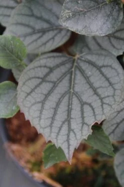 Valse Klimhortensia (Schizophragma Hydrageoides 'Moonlight') -Planten Verkoopwinkel schizophragma hydrageoides moonlight 1 1