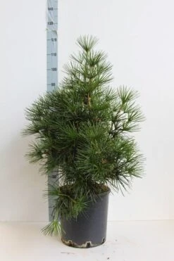 Japanse Parasolden (Sciadopitys Verticilata) -Planten Verkoopwinkel sciadopitys verticilata 60 80 cm co. 18l. kopie
