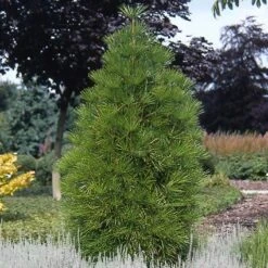 Japanse Parasolden (Sciadopitys Verticilata) 10 Japanse Parasolden (Sciadopitys Verticilata) -Planten Verkoopwinkel scvertic 7 1