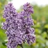 Tweekleurige Sering (Syringa Vulgaris 'Sensation') -Planten Verkoopwinkel sensation 1