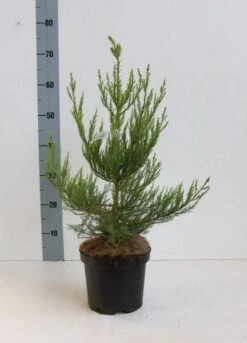 Mammoetboom (Sequoiadendron Giganteum) -Planten Verkoopwinkel seqouiadendron giganteum 40 50 co. 3l kopie