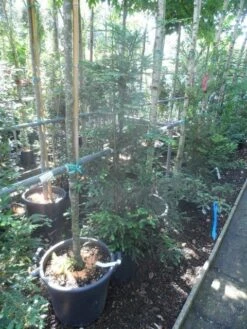 Kustmammoetboom (Sequoia Sempervirens) -Planten Verkoopwinkel sequoia sempervirens 125 150 c20