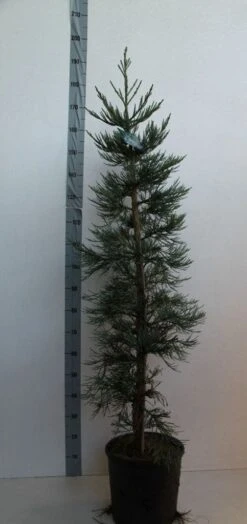 Mammoetboom (Sequoiadendron Giganteum) -Planten Verkoopwinkel sequoiadendrn gl glaucum125 150 cm co. 18l kopie