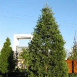 Kustmammoetboom (Sequoia Sempervirens) -Planten Verkoopwinkel sequoiadendron giganteum 1