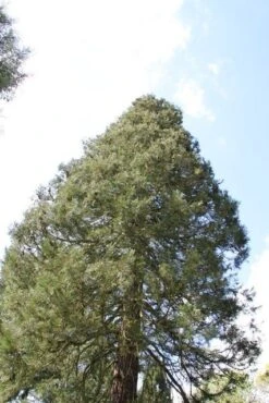 Mammoetboom (Sequoiadendron Giganteum) -Planten Verkoopwinkel sequoiadendron giganteum 1