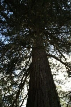 Mammoetboom (Sequoiadendron Giganteum) -Planten Verkoopwinkel sequoiadendron giganteum 2
