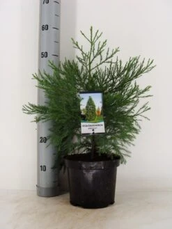 Mammoetboom (Sequoiadendron Giganteum) -Planten Verkoopwinkel sequoiadendron giganteum c3 m