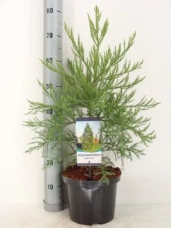 Mammoetboom (Sequoiadendron Giganteum) -Planten Verkoopwinkel sequoiadendron giganteum c5 m