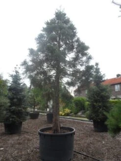 Mammoetboom (Sequoiadendron Giganteum) -Planten Verkoopwinkel sequoiadendron giganteum oude stam c1000 3