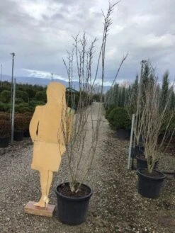 Chinese Judasboom (Cercis Chinensis 'Shirobana') 9 Chinese Judasboom (Cercis Chinensis 'Shirobana') -Planten Verkoopwinkel shirobana200 1