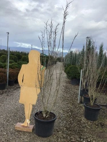 Chinese Judasboom (Cercis Chinensis 'Shirobana') 5 Chinese Judasboom (Cercis Chinensis 'Shirobana') - Afbeelding 5