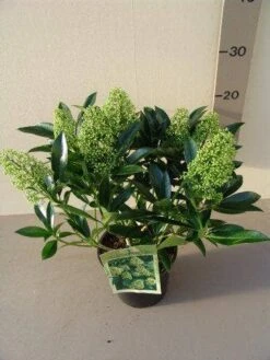 Skimmia (Skimmia Confusa 'Kew Green') -Planten Verkoopwinkel skimmia confusa kew green p17 2