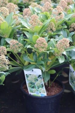 Skimmia (Skimmia Japonica 'Fragrant Cloud') 8 Skimmia (Skimmia Japonica 'Fragrant Cloud') -Planten Verkoopwinkel skimmia japonica fragant cloud 1
