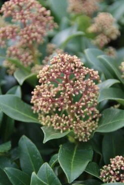 Skimmia (Skimmia Japonica 'Fragrant Cloud') 9 Skimmia (Skimmia Japonica 'Fragrant Cloud') -Planten Verkoopwinkel skimmia japonica fragant cloud 2