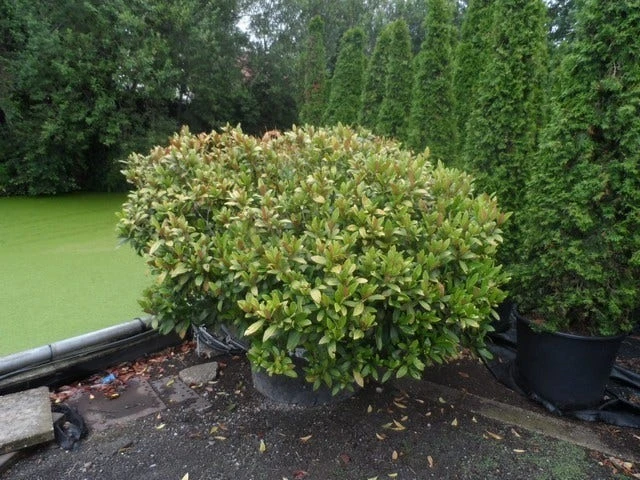 Skimmia (Skimmia Japonica 'Rubella') 3 Skimmia (Skimmia Japonica 'Rubella') - Afbeelding 3