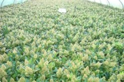 Skimmia (Skimmia Confusa 'Kew Green') -Planten Verkoopwinkel skimmia kew green c3 2 2