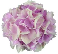 Hortensia Soft Pink Salsa (Hydrangea 'Music Collection') -Planten Verkoopwinkel soft pink salsa 1