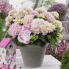 Hortensia Soft Pink Salsa (Hydrangea 'Music Collection') 21 Hortensia Soft Pink Salsa (Hydrangea 'Music Collection') -Planten Verkoopwinkel soft pink salsa 2 2