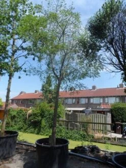 Japanse Pagodeboom (Sophora Japonica) -Planten Verkoopwinkel sophora japonica 25 30ho c350