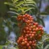 Gewone Lijsterbes (Sorbus Aucuparia) -Planten Verkoopwinkel sorbus aucuparia
