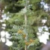 Lijsterbes (Sorbus Aucuparia 'Edulis') -Planten Verkoopwinkel sorbus aucuparia02 2
