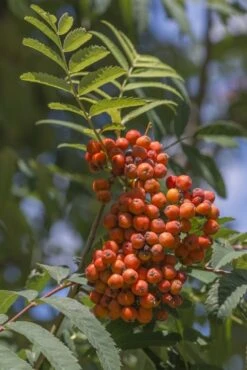 Lijsterbes (Sorbus Aucuparia 'Edulis') -Planten Verkoopwinkel sorbus aucuparia 1