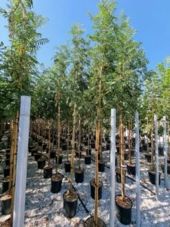 Gewone Lijsterbes (Sorbus Aucuparia) -Planten Verkoopwinkel sorbus aucuparia 8 10 2