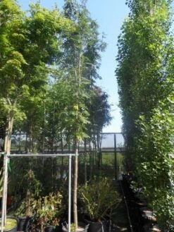 Lijsterbes (Sorbus Aucuparia 'Edulis') -Planten Verkoopwinkel sorbus aucuparia edulis 14 16ho cont