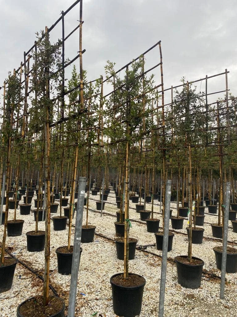 Steeneik Als Leiboom (Quercus Ilex) 2 Steeneik Als Leiboom (Quercus Ilex) - Afbeelding 2