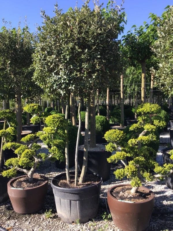 Steeneik Meerstammig (Quercus Ilex) 1 Steeneik Meerstammig (Quercus Ilex)