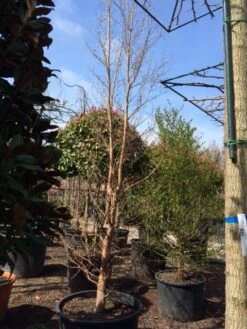 Schijncamelia (Stewartia Pseudocamellia) -Planten Verkoopwinkel stewartia pseudocamellia 350 400