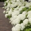 Hortensia (Hydrangea 'Strong Annabelle') 16 Hortensia (Hydrangea 'Strong Annabelle') -Planten Verkoopwinkel strong annabelle 10