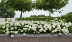 Hortensia (Hydrangea 'Strong Annabelle') -Planten Verkoopwinkel strong annabelle 11 1