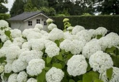 Hortensia (Hydrangea 'Strong Annabelle') 29 Hortensia (Hydrangea 'Strong Annabelle') -Planten Verkoopwinkel strong annabelle 2