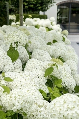 Hortensia (Hydrangea 'Strong Annabelle') 10 Hortensia (Hydrangea 'Strong Annabelle') - Afbeelding 10