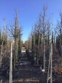 Magnolia Als Boom (Magnolia 'Susan') -Planten Verkoopwinkel susanalsboom16 18 2