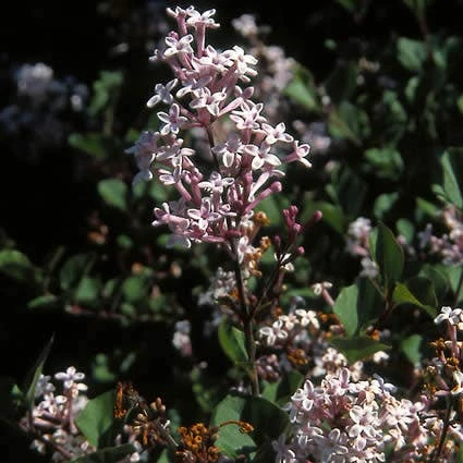Dwerg Sering (Syringa Meyeri 'Palibin') 2 Dwerg Sering (Syringa Meyeri 'Palibin') - Afbeelding 2