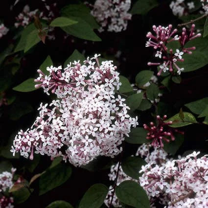 Sering (Syringa Microphylla 'Superba') 3 Sering (Syringa Microphylla 'Superba') - Afbeelding 3