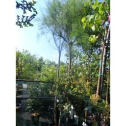 Tamarisk Als Boom (Tamarix Gallica) 6 Tamarisk Als Boom (Tamarix Gallica) -Planten Verkoopwinkel tamarisk tamarix gallica 32085999 ccb 1