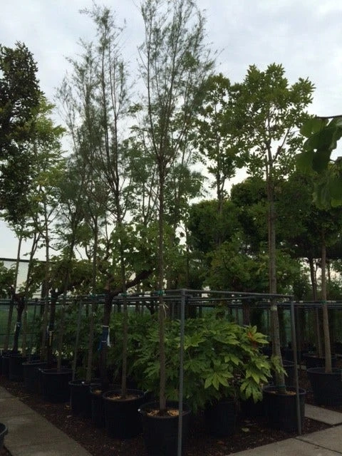 Tamarisk Als Boom (Tamarix Tetrandra) 4 Tamarisk Als Boom (Tamarix Tetrandra) - Afbeelding 4