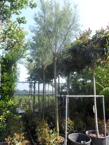 Tamarisk Als Boom (Tamarix Tetrandra) 6 Tamarisk Als Boom (Tamarix Tetrandra) - Afbeelding 6