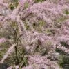 Tamarisk Als Boom (Tamarix Tetrandra) -Planten Verkoopwinkel tamarix tetrandra02